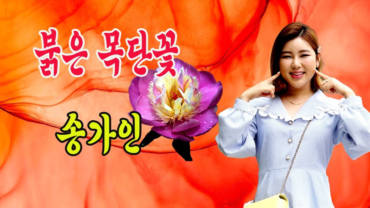 붉은 목단꽃 / 송가인 [작사 권은정, 윤정, 김명수 / 작곡 박성훈 / 2025 신곡]