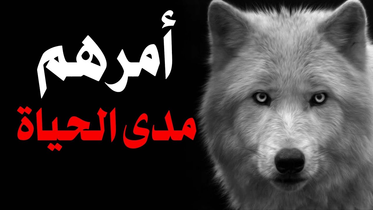 المعرفة القديمة لإخضاع أي شخص بسهولة | حِكمة العقول العظيمة