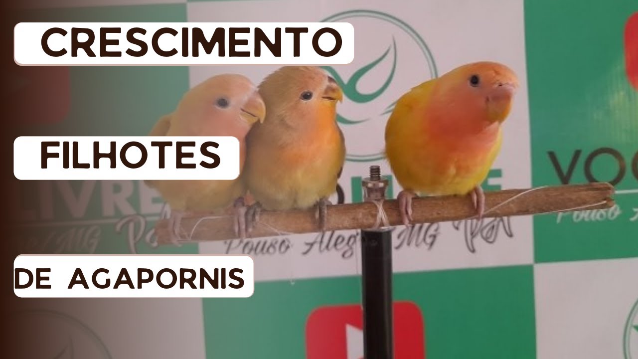 🐦Crescimento Filhotes De Agapornis