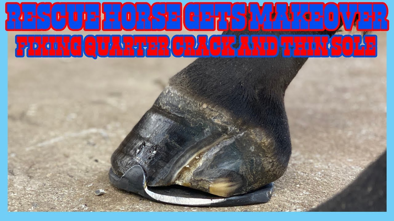RESCUE HORSE GETS MAKEOVER! Fixing Run Down Hooves and Quarter Crack!