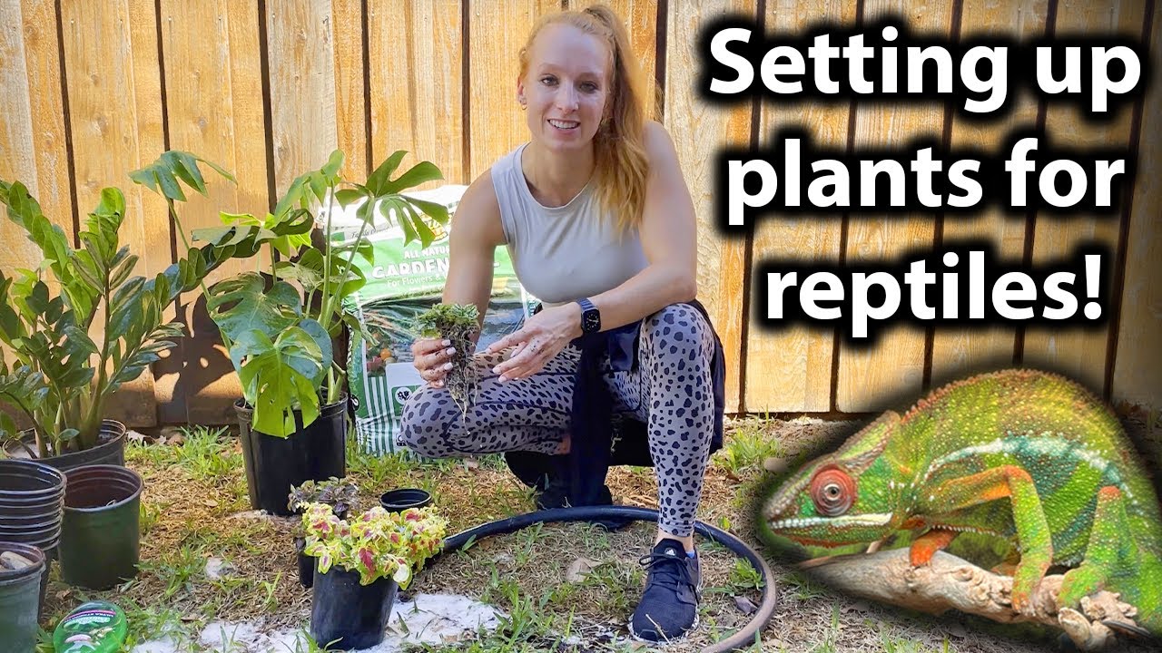 How to set up live plants for a pet chameleon