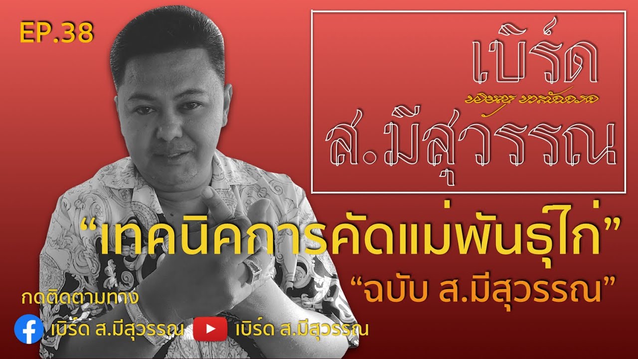 EP. เทคนิคการคัดแม่พันธุ์ไก่
