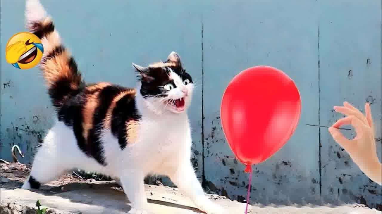 Try Not To Laugh 👧 Funniest Cats & Dogs 😻 Funny Animals