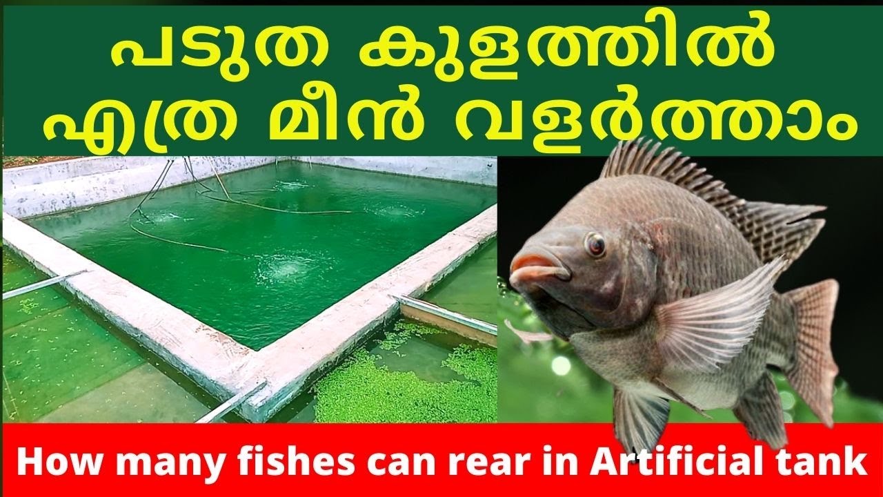 പടുത കുളത്തിൽ എത്ര മീൻ വളർത്താം [how many fishes can rear in Artificial Tank]