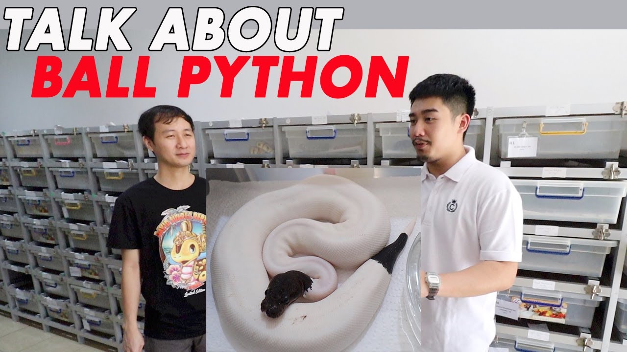 LIAT KOLEKSI BP DAVID SUAREZ, BIKIN KAGET!! | BANYAK MORPH FIRST IN THE WORLD! | Part 1