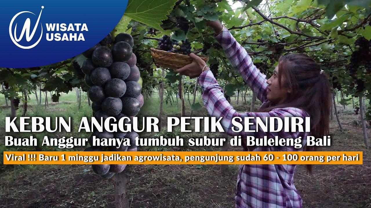 Kebun Anggur Viral Tersembunyi Buleleng | Wisata Kebun Anggur di Bali | Vineyard Wines Tourism
