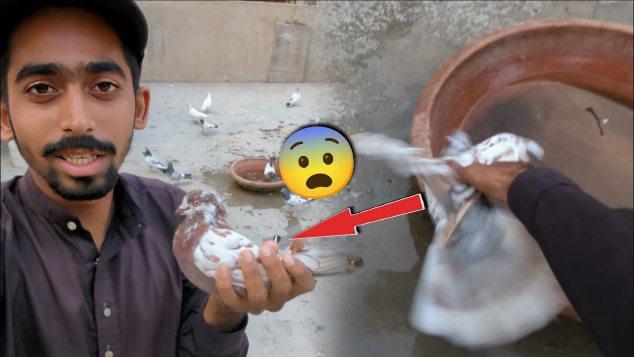 Kabootar Band Krta Hi Shikar Aa Gea😨 || Joro ka Lia Rakha Kabootar Azad Kr Dia🥲. #ITSPIGEONLOVER