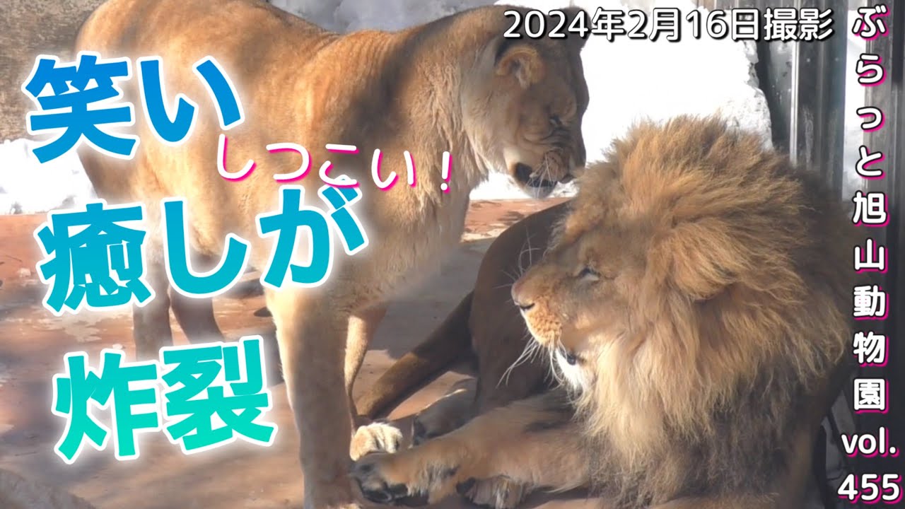 《旭山動物園ライオン＆トラ》今日のオリトファミリー。爆笑、癒しのオンパレード。オリト＆フウの甘えが止まらない？vol455/A lion family of laughter and healing