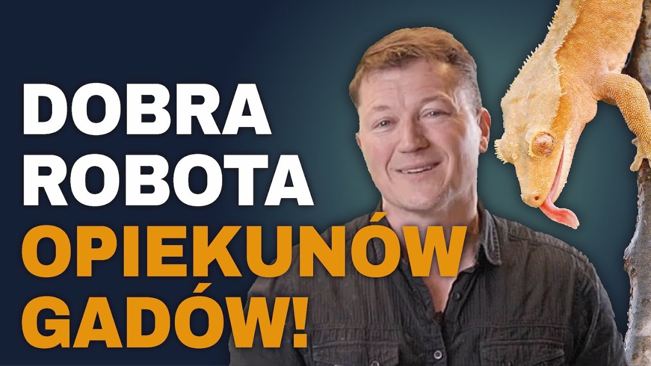 Gekony czubate uratowane przed wyginięciem | z Robem Pilleyem z Rob's Wild Adventures