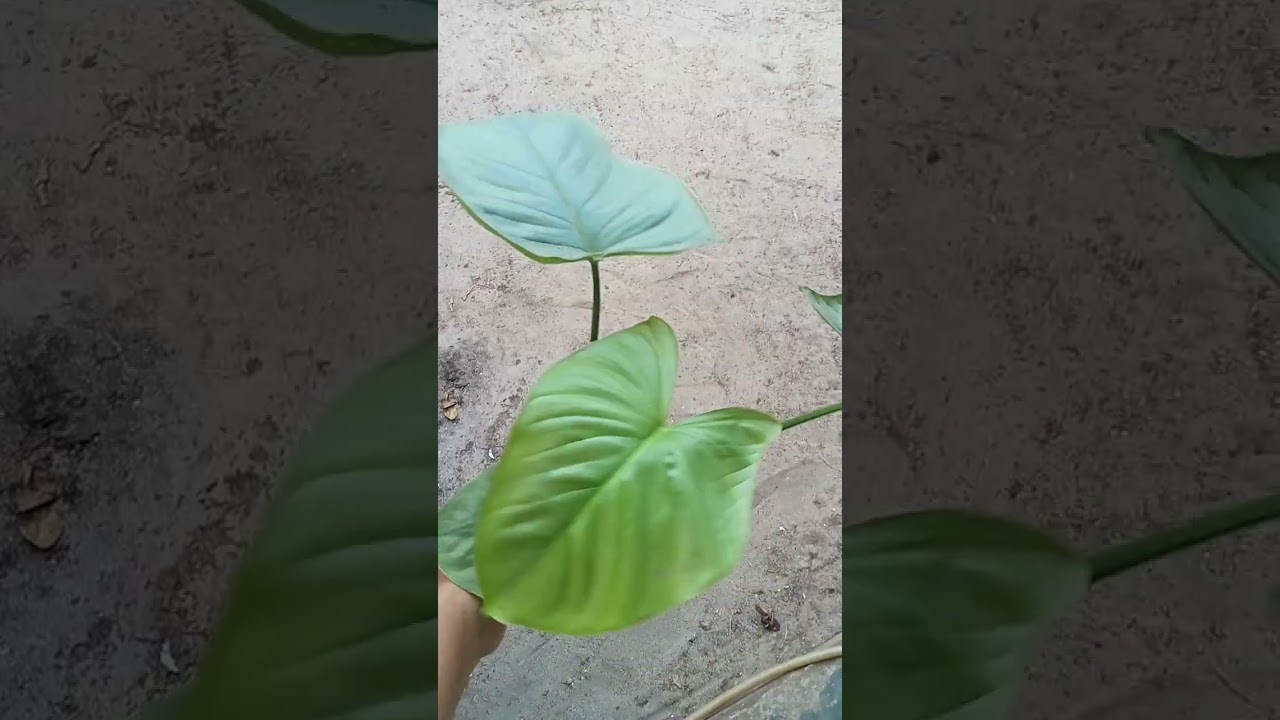 ## Low cost plants available whatsapp 9656961799##