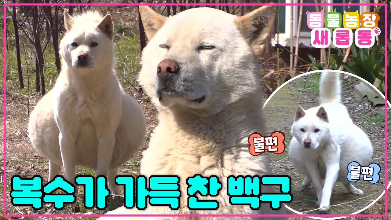 [#새롭동물농장] 자기 몸무게만큼의 복수를 가지고 있는 강아지💦 배가 터질 듯한 충격적인 모습 / EP.1173 #TV동물농장 #AnimalFarm #SBSstory