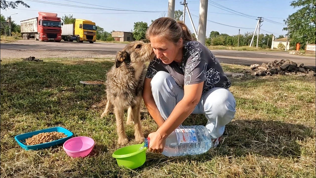 Stray Dog Waits for Me Every Day in Same Place just to Give me Kisses