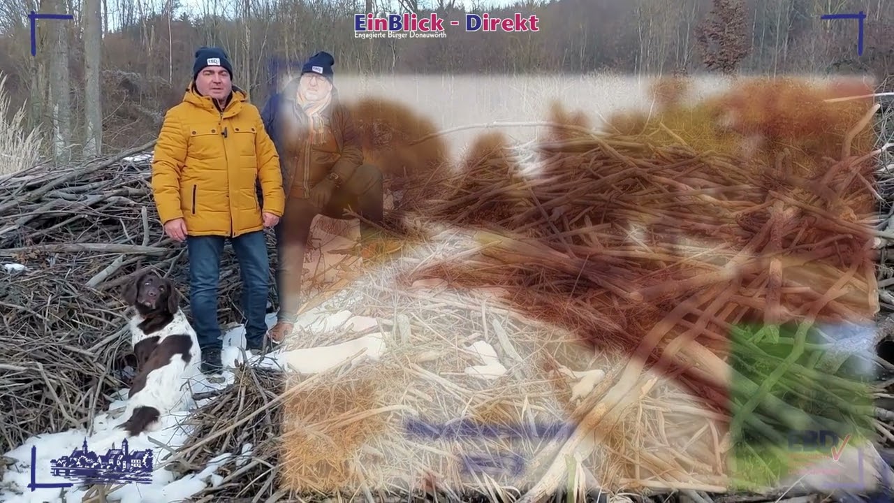 EBD   EinBlick   Direkt   Zirgesheim Biberdämme, Aufstauungen, Hochwasserrisiko Video
