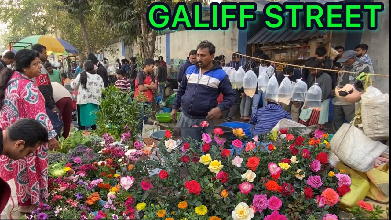FLOWER PLANT PRICE AT GALIFF STREET NURSEY MARKET| KOLKATA FLOWER PLANT MARKET| Best Flowers Forever