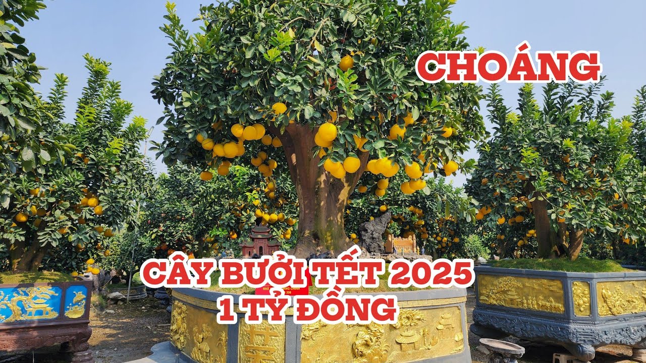 Choáng cây bưởi 1 tỷ đồng tết ất tỵ 2025