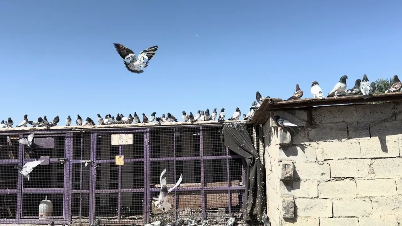 تغير الجو
