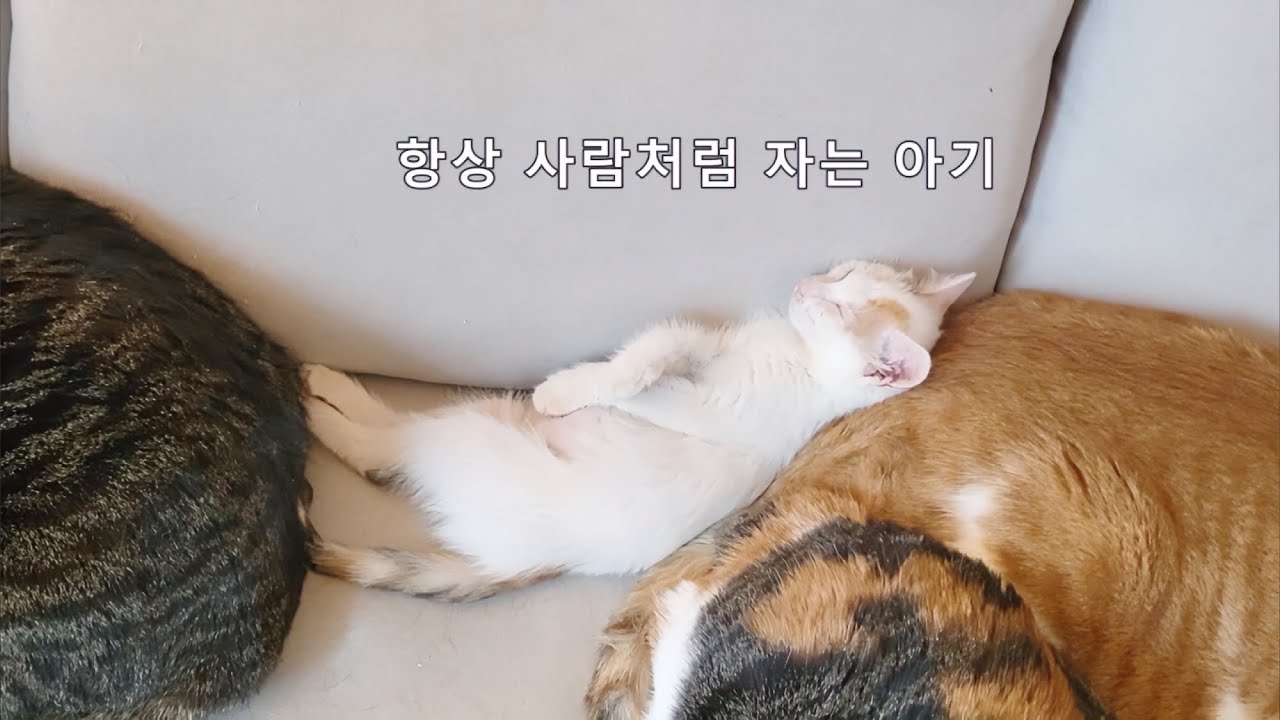 입양문의 없는 아기고양이의 미래는...