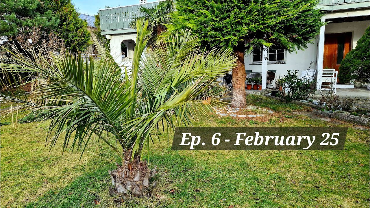 Episode 6: Palm Garden in Ålesund, Norway - Jubaea, Trachycarpus, Phoenix canariensis, Washingtonia