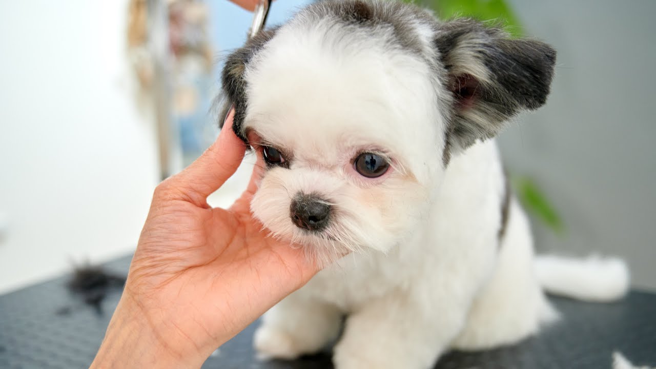 1歳記念のカット！おりこうに頑張りました