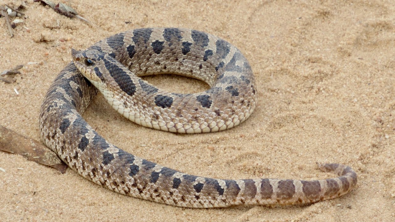Esta serpiente AMENAZADA se hace la MUERTA! La serpiente nariz de puerco del sur