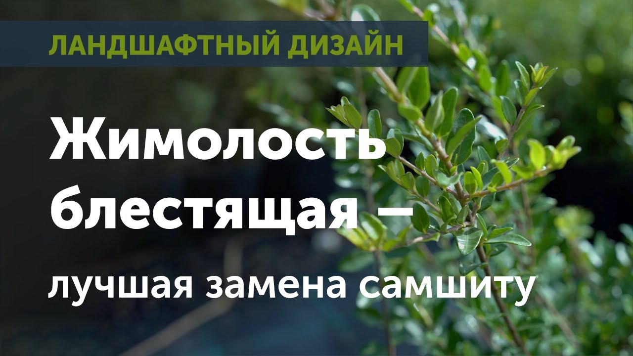 Жимолость блестящая | Замена самшиту | Агрофирама садовод | садовый центр Сочи Дагомыс Адлер Вардане