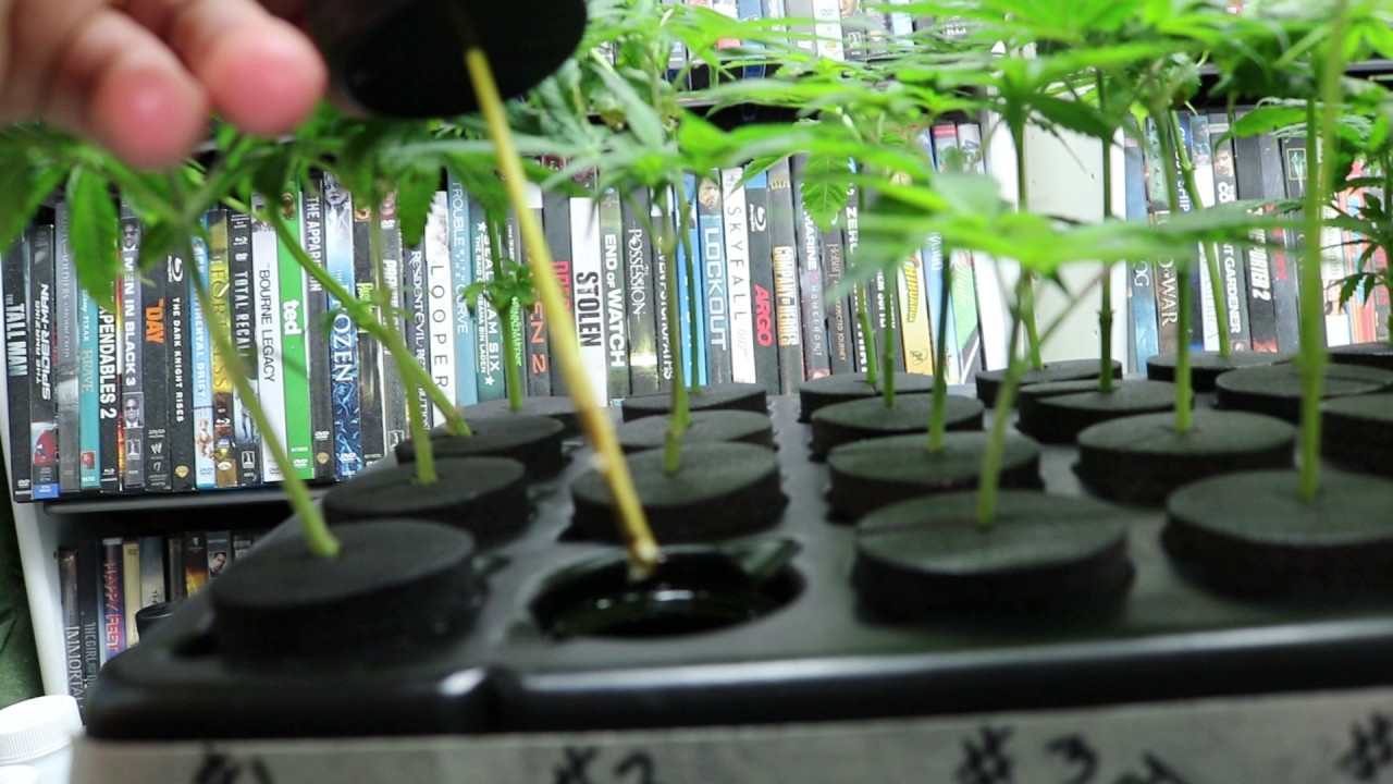 grow season 9 (  CLONES from season 8 ) REMO NUTRIENTS,MAMMOTH P