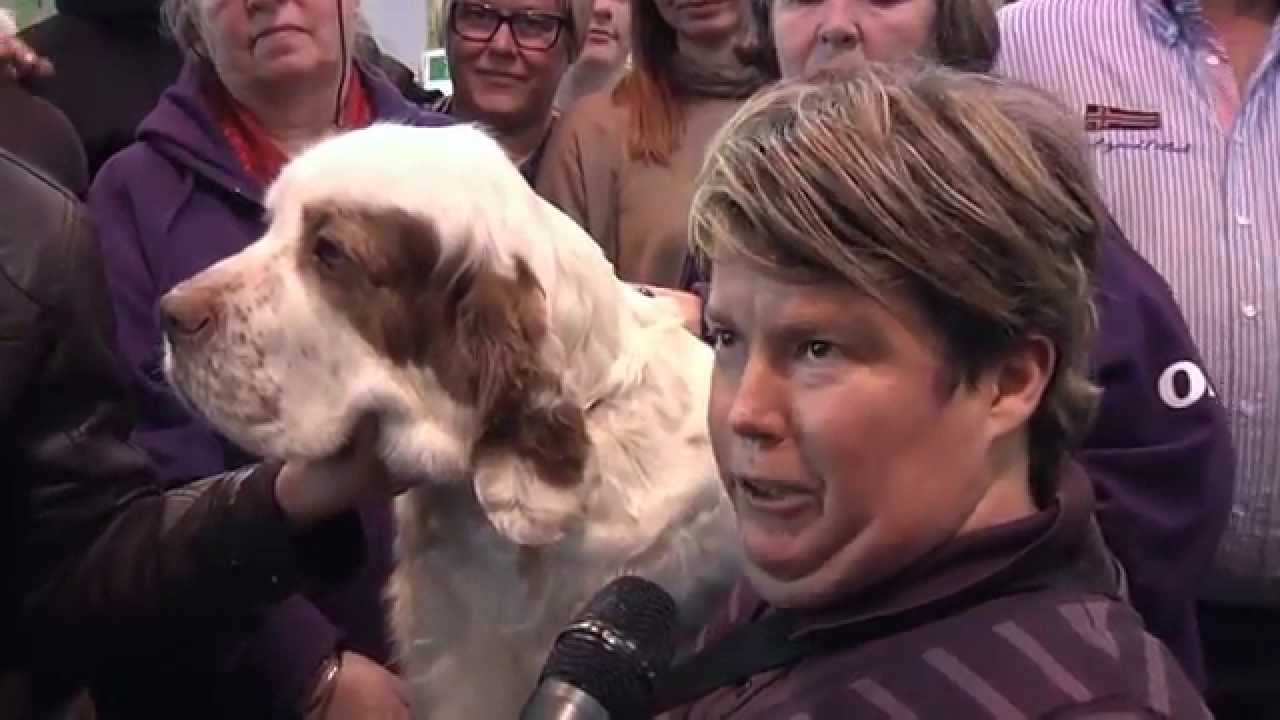 Crufts Clumber multi Ch Chervood Snowsun best of breed disqualified