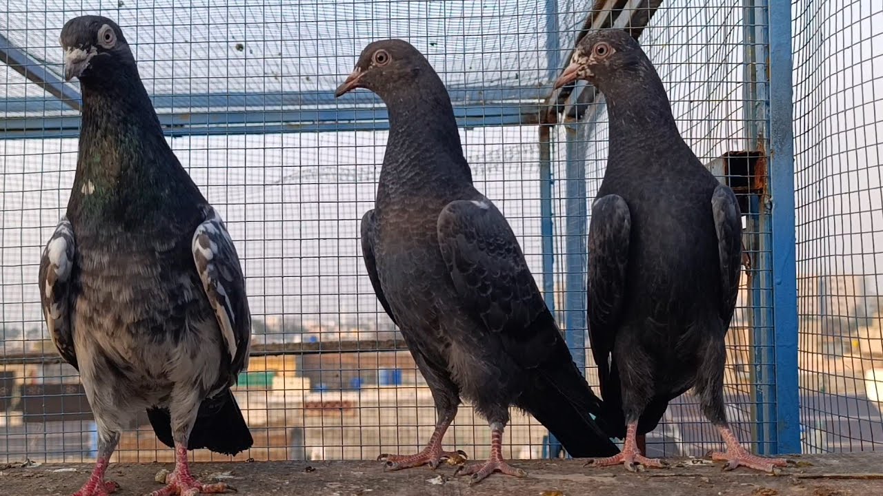 Taddy kamangar cross pair baby pigeons home breed 3 February 2026