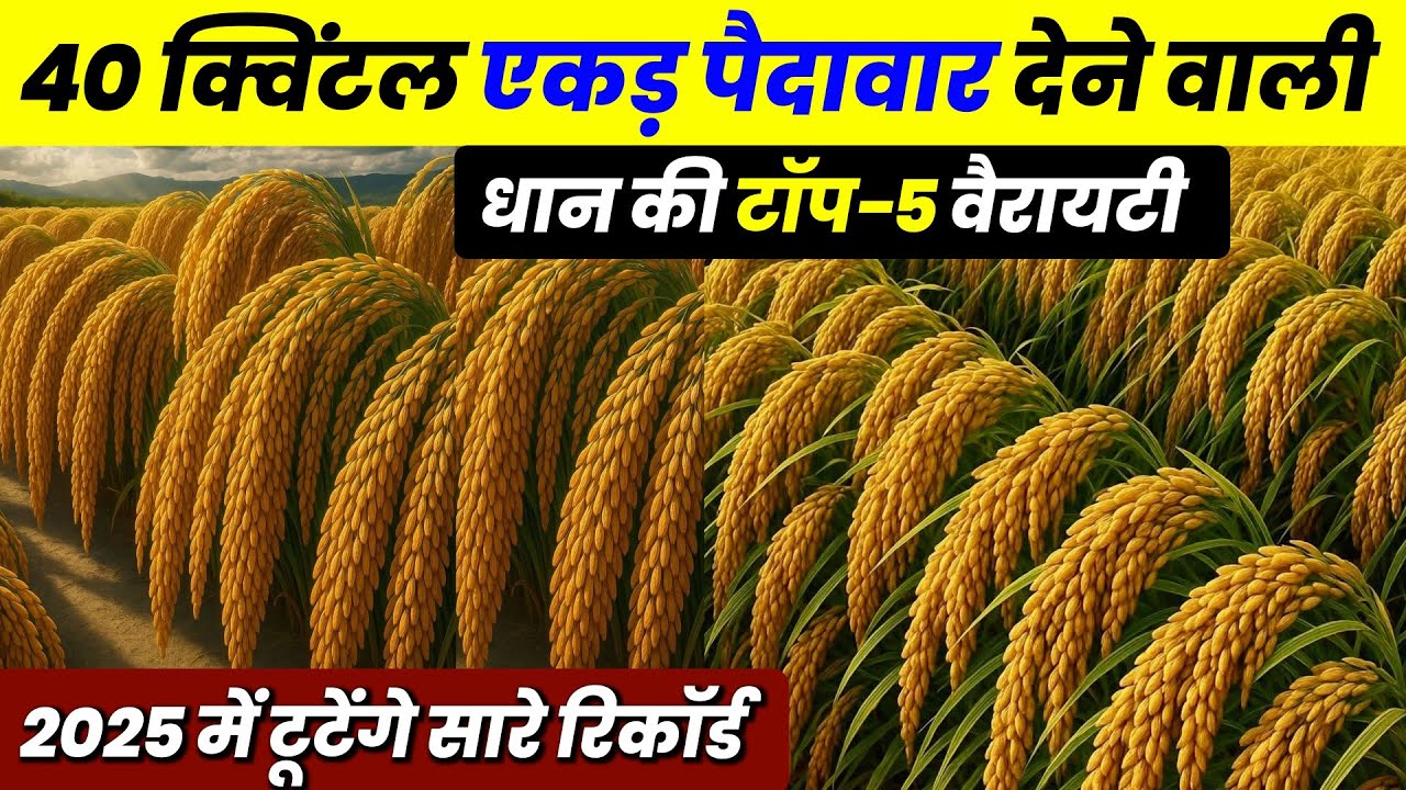 Dhaan ki best variety | धान की बेस्ट वैरायटी | Dhaan ki Top 5 variety🌾hybrid basmati dhan ki kismen