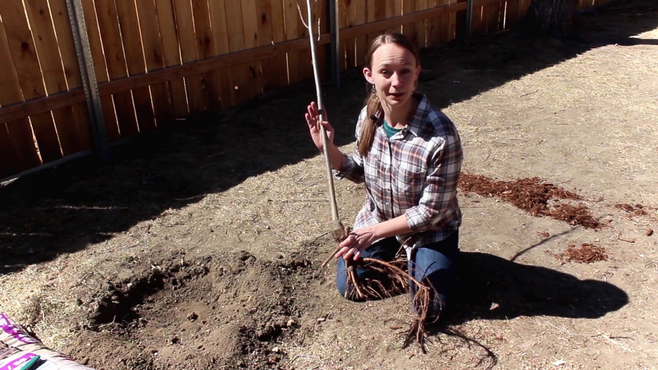 How to Plant a Bare Root Tree from Nature Hills Nursery