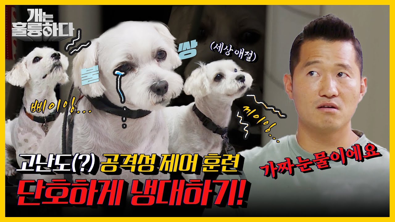 [#피크타임] ✨최고 분당 시청률✨ 처음 보는 보호자의 냉대🤚 이젠 널 거절할 거야 베니! | #개는훌륭하다 | Dogs Are Incredible | KBS 210830 방송