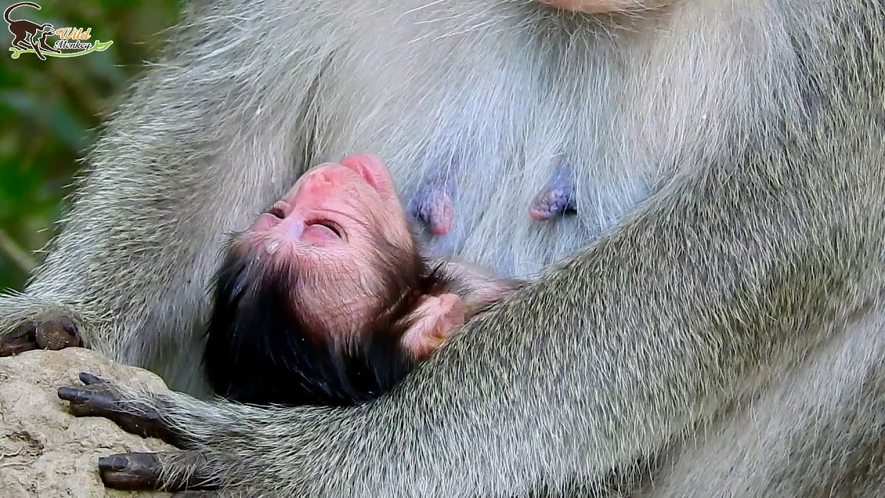 Welcome Newborn Baby monkey Just born, So Cute, Pink baby monkey.