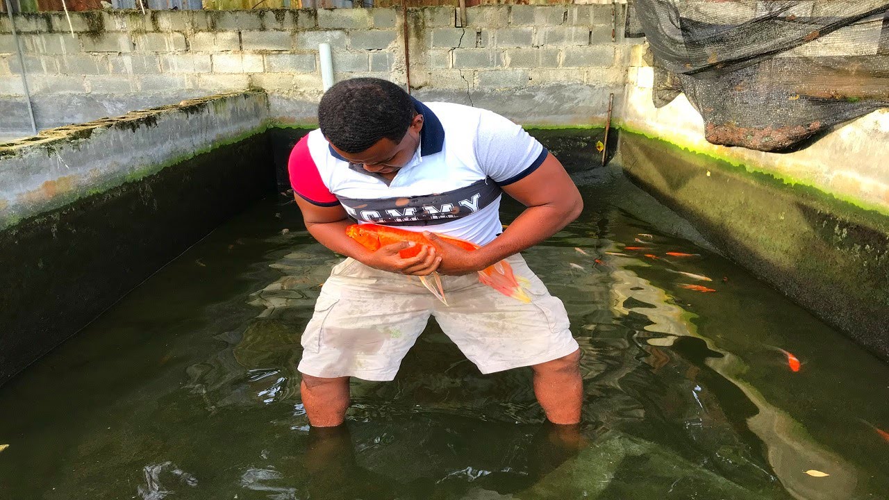 los peces koi con 30 días y los 10000 caracoles