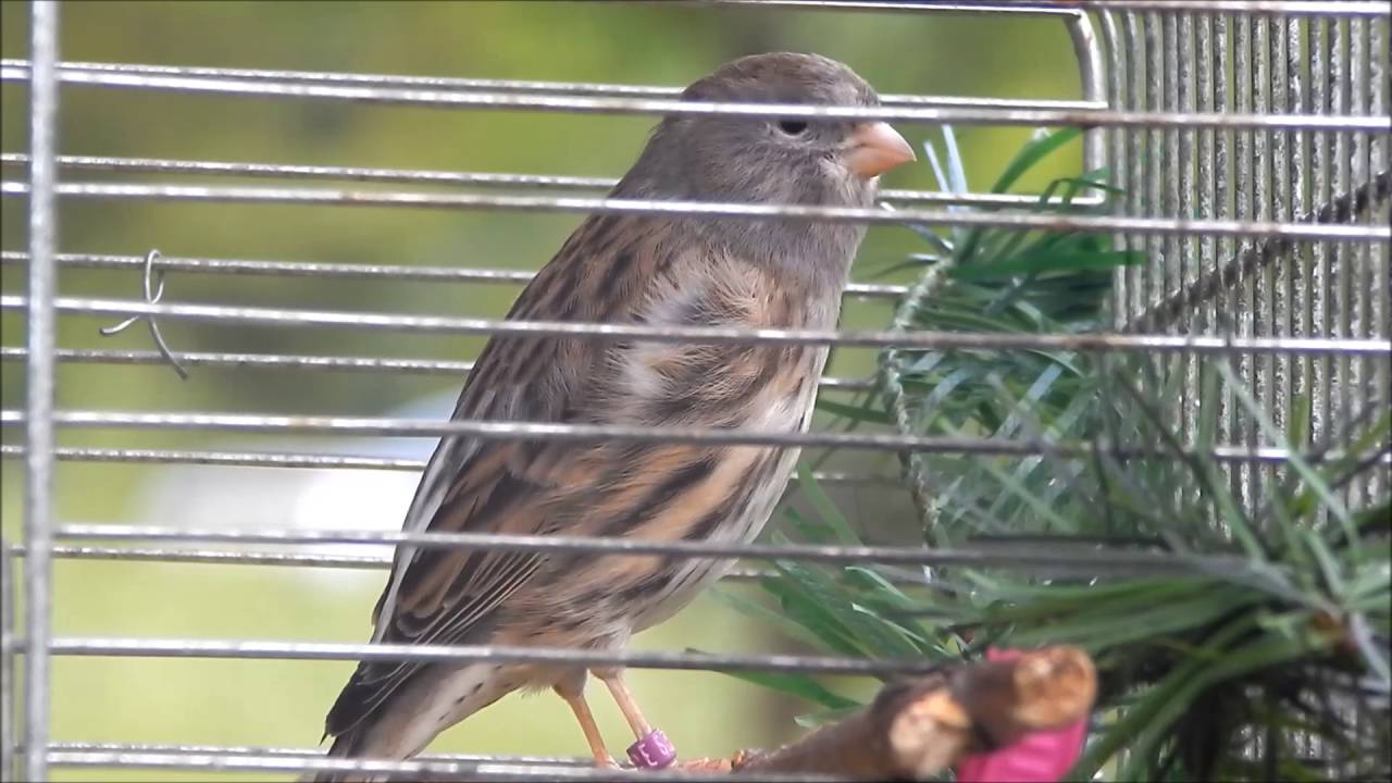 serinus serinus x serinus canaria