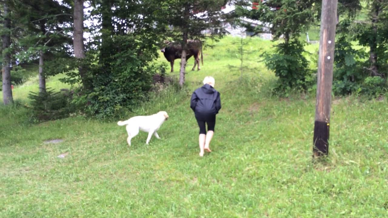 Girl chased by a young bull