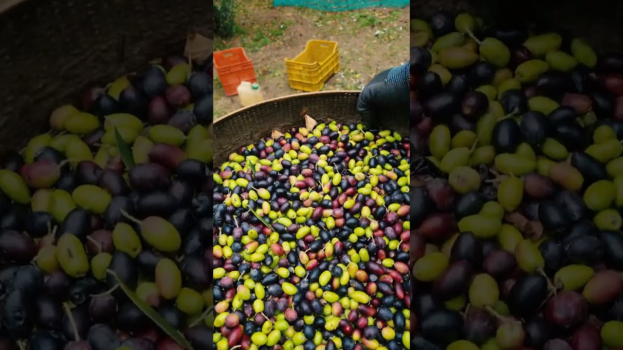 Olive Oil Season