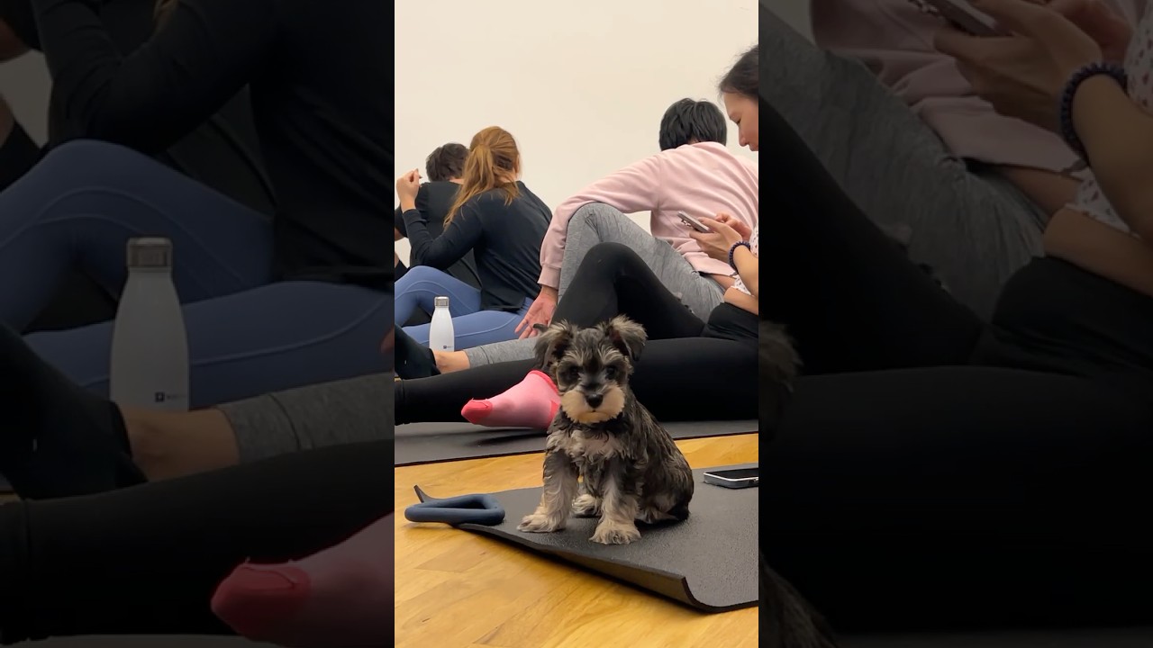 Mini Schnauzers may look like little old men&mdash;but cuter!  Sorry, Grandpa 🤭
