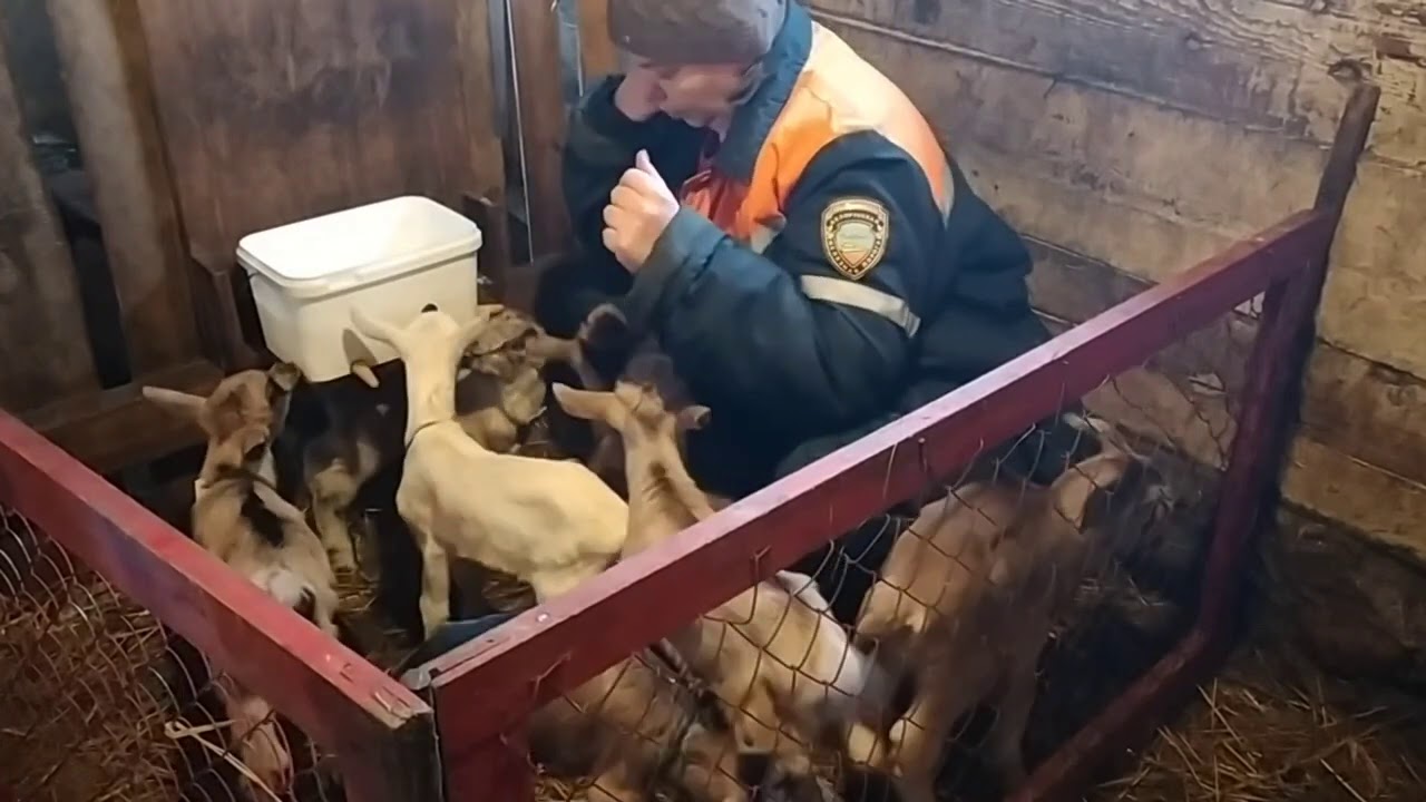 Едим молозево/ ведро для выпойки козлят в действии