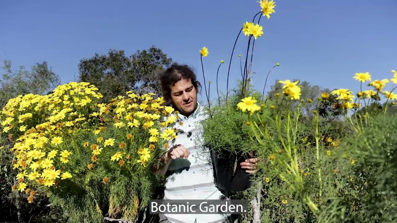 Tony, 𝘓𝘦𝘱𝘵𝘰𝘴𝘺𝘯𝘦 𝘨𝘪𝘨𝘢𝘯𝘵𝘦𝘢 and 𝘓𝘦𝘱𝘵𝘰𝘴𝘺𝘯𝘦 𝘮𝘢𝘳𝘪𝘵𝘪𝘮𝘢, sea dahlias