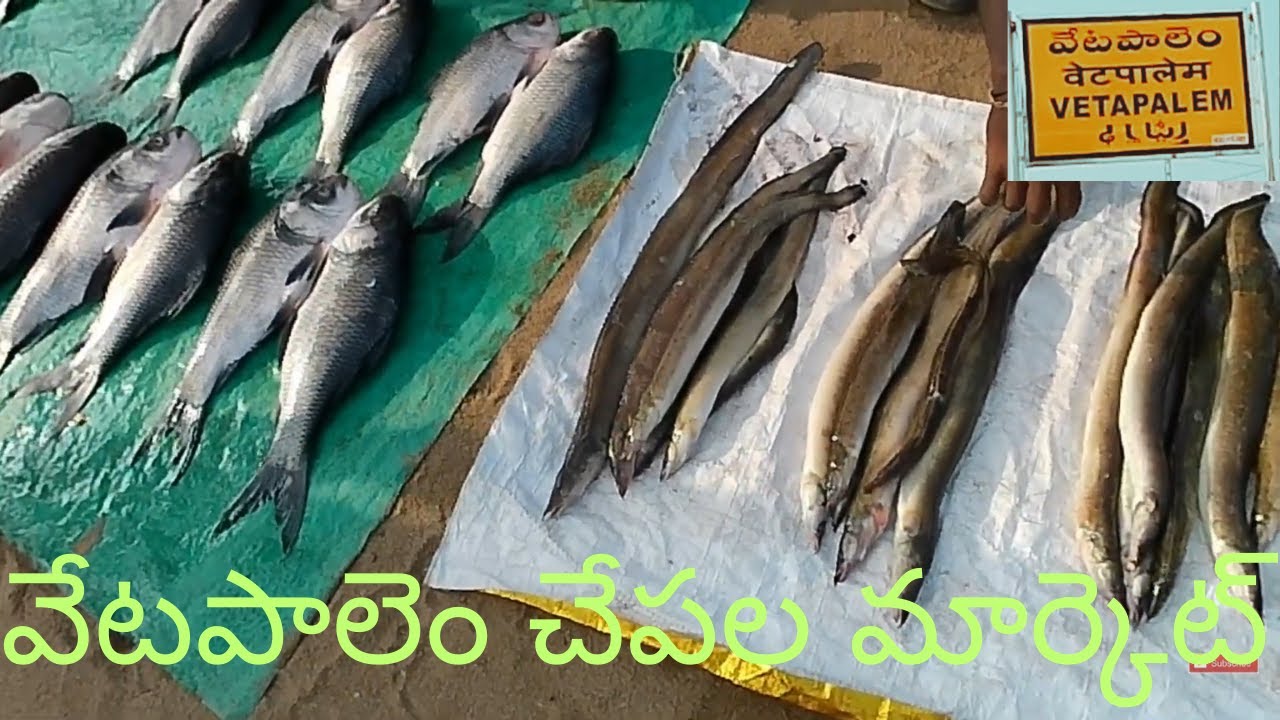 వేటపాలెం చేపల మార్కెట్