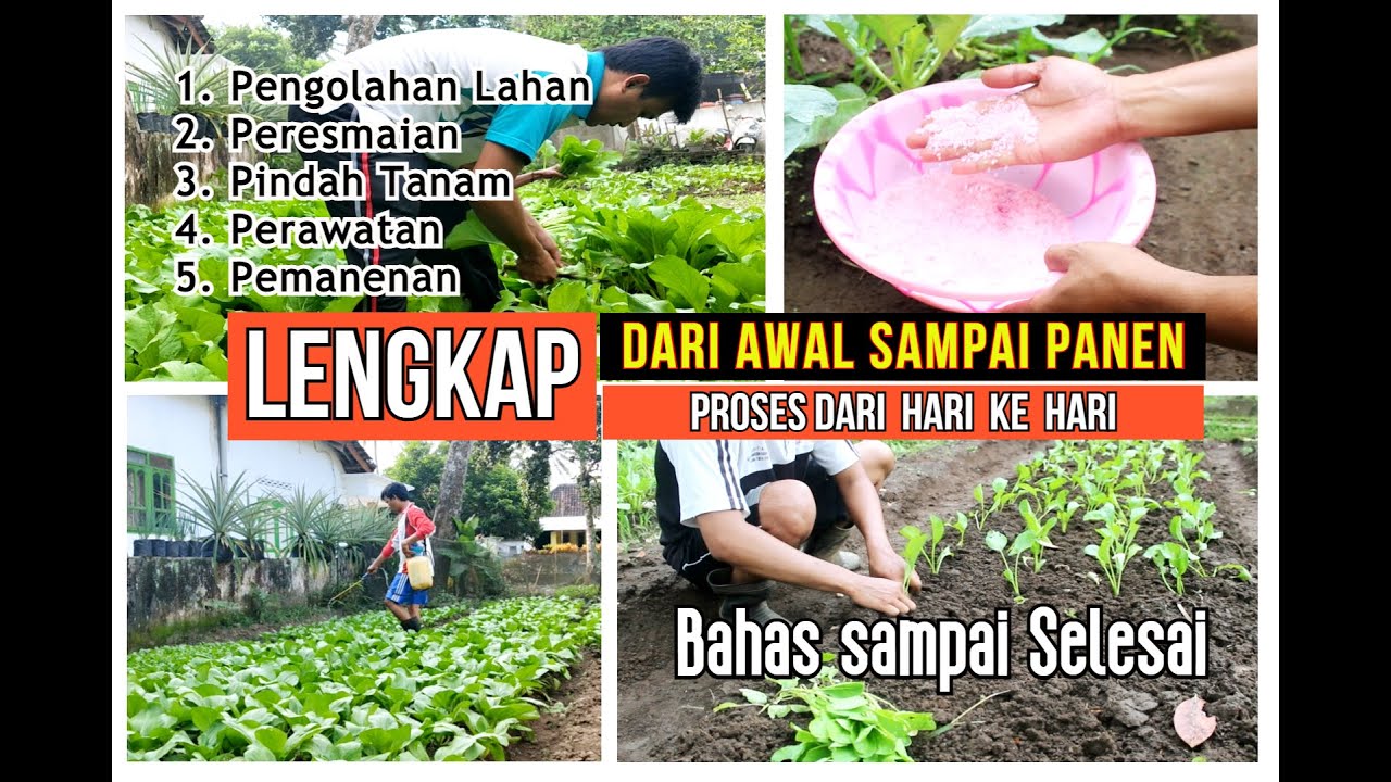 CARA TANAM SAWI SAMPAI PANEN ( Olah Tanah, Semai, Pindah Tanam dan Perawatan Sawi )