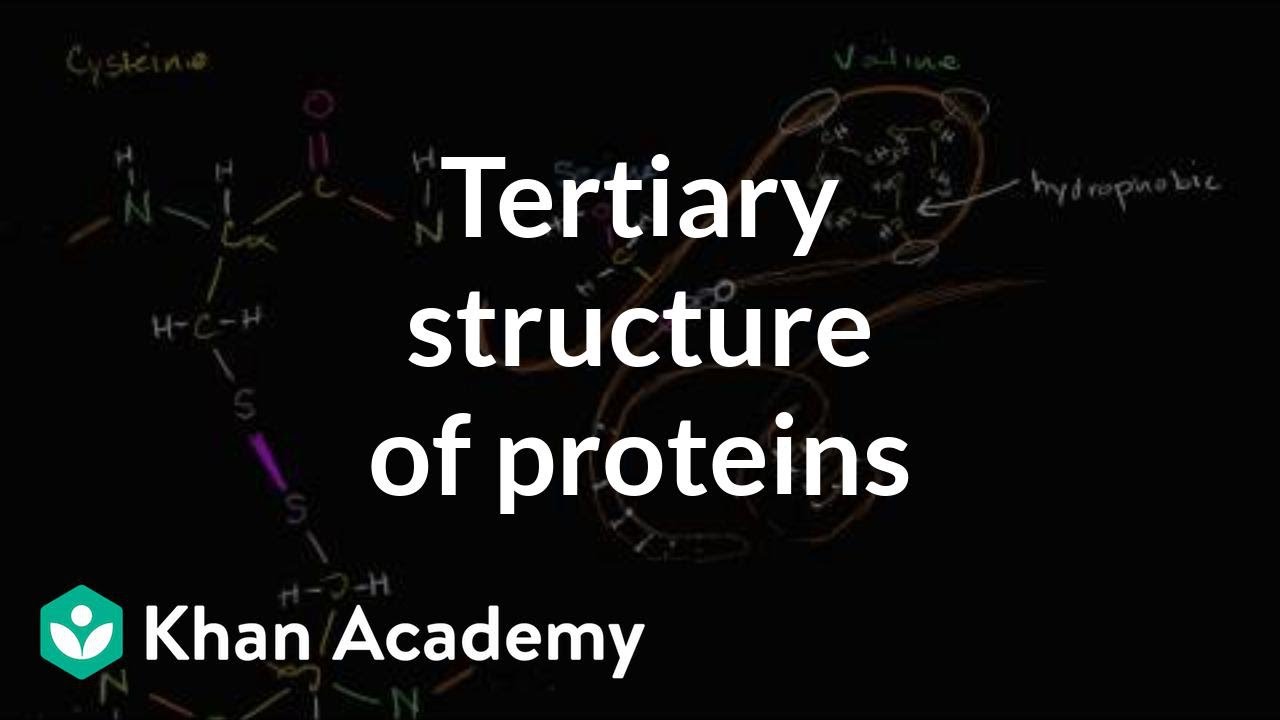 Tertiary structure of proteins | Macromolecules | Biology | Khan Academy