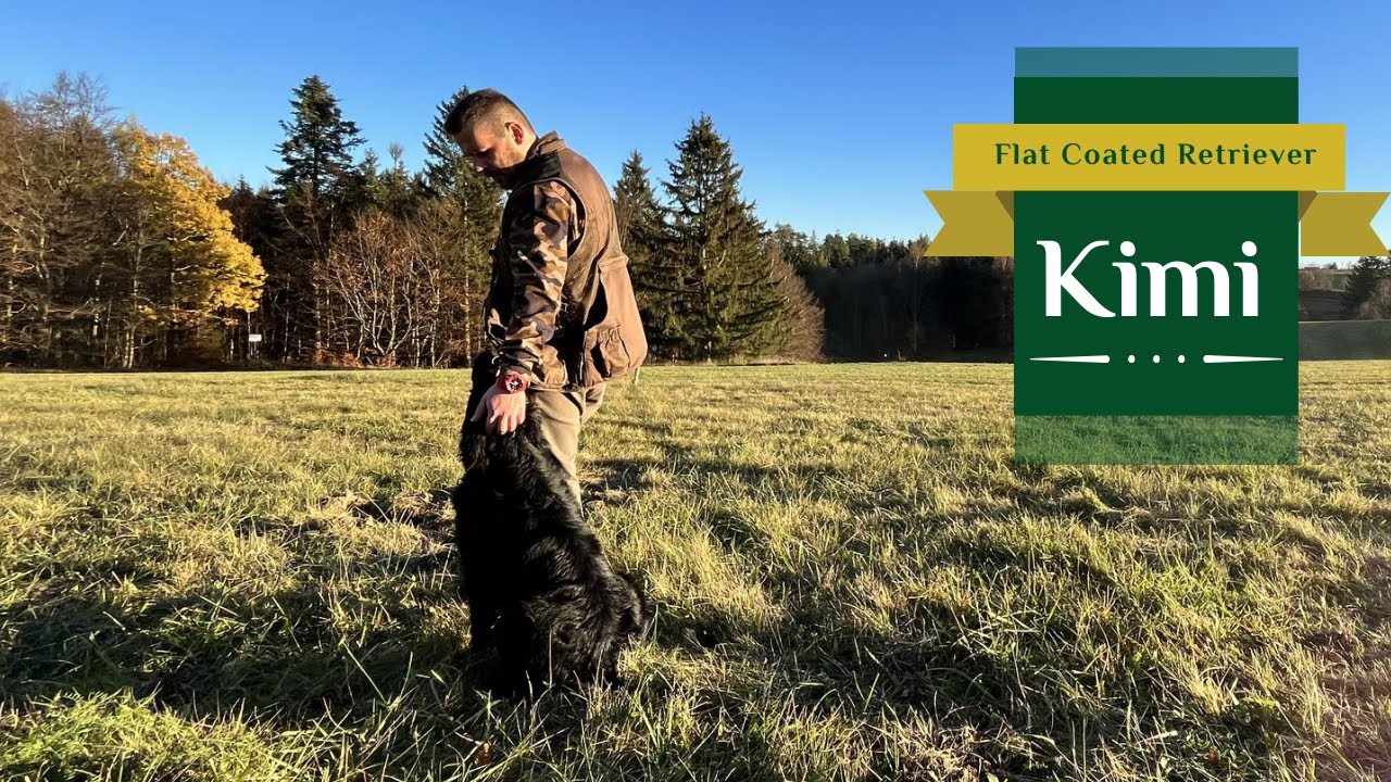 Kimi - Flat Coated Retriever | This is Our Day | November 2022
