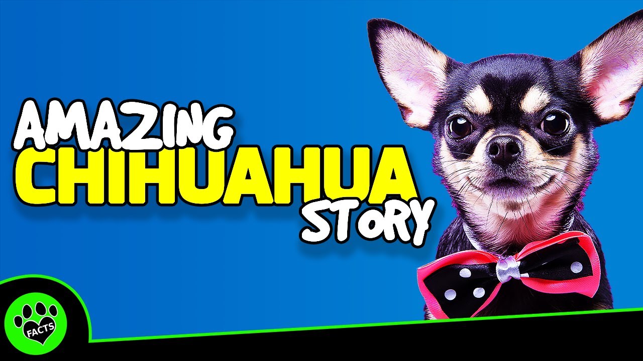 Top 10 Fun Facts About Chihuahuas - Dogs 101