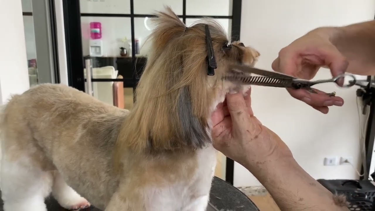 COMO FAZER BANHO E TOSA COMPLETA EM SHIHTZU | AULA 7 | CURSO DE BANHO E TOSA GRATUITO
