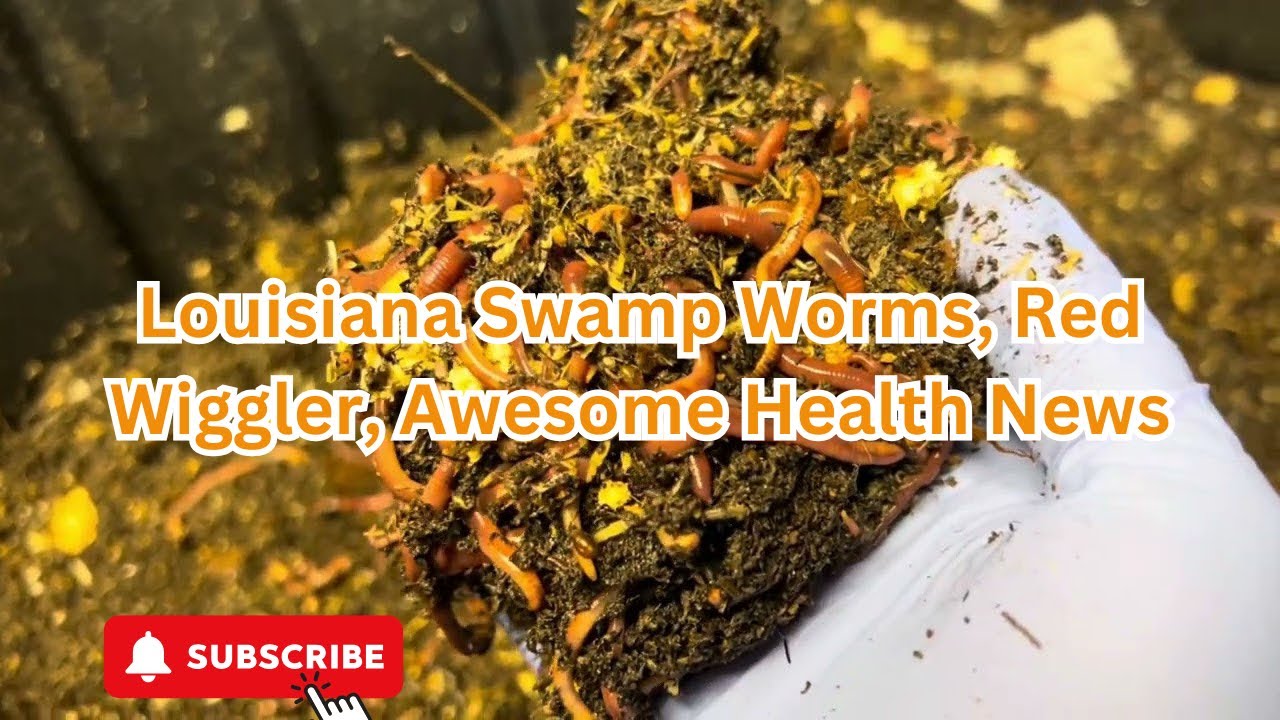 Red Wigglers, Louisiana Swamp Worms. Giant Bin peek, awesome health news.