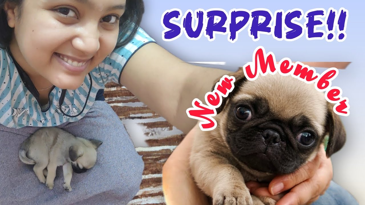 GUYS I GOT A PUPPY 😭🐶 | Meet Tuffy 🤍 | Surprise Vlog #vlog #surprise #puppyvideo