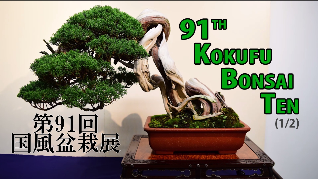 91ème Kokufu Bonsai Ten (2017) 🇫🇷 🇬🇧 🇯🇵 🌲🌸 (1/2)