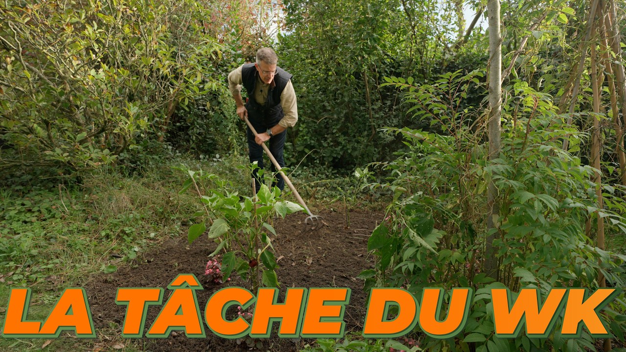 Régénérer son sol pour la prochaine culture : semez de la Phacélie !