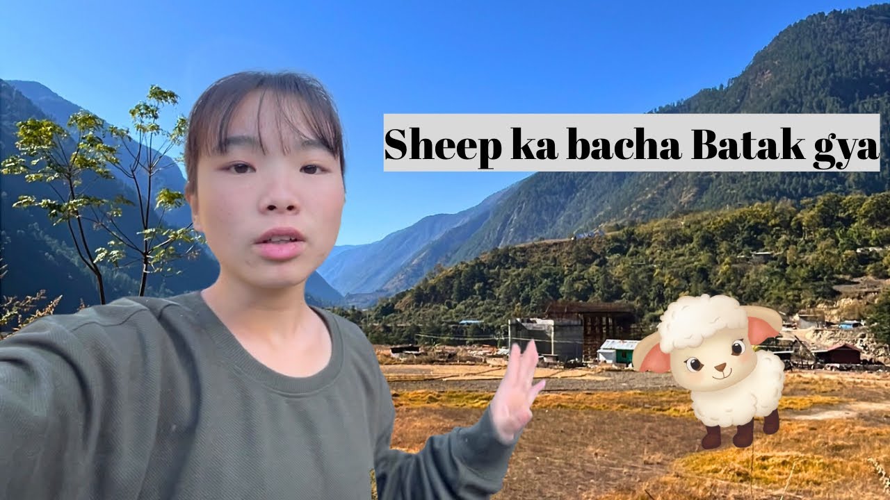 Sheep ka bacha Batak gya//arunachalpradesh
